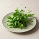 Coriander