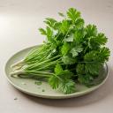 Cilantro (Coriander Leaves)