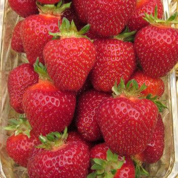 Fraises