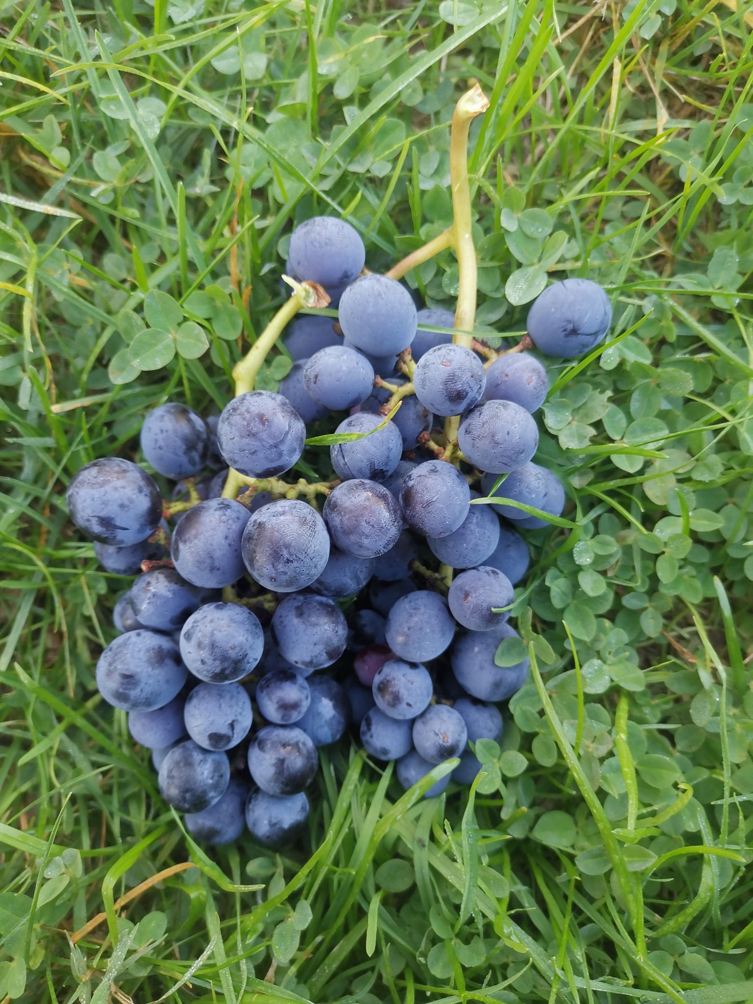 Raisin de table (bouture)