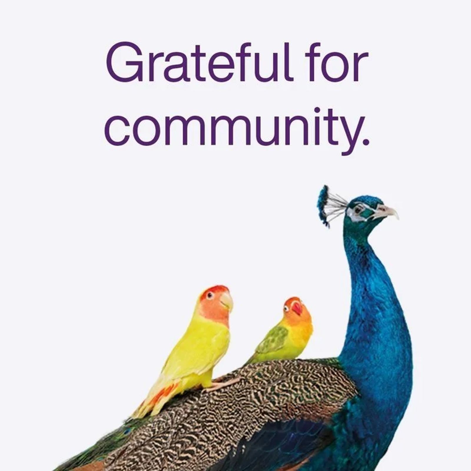 Telus Gives Back During Black Friday Promotions