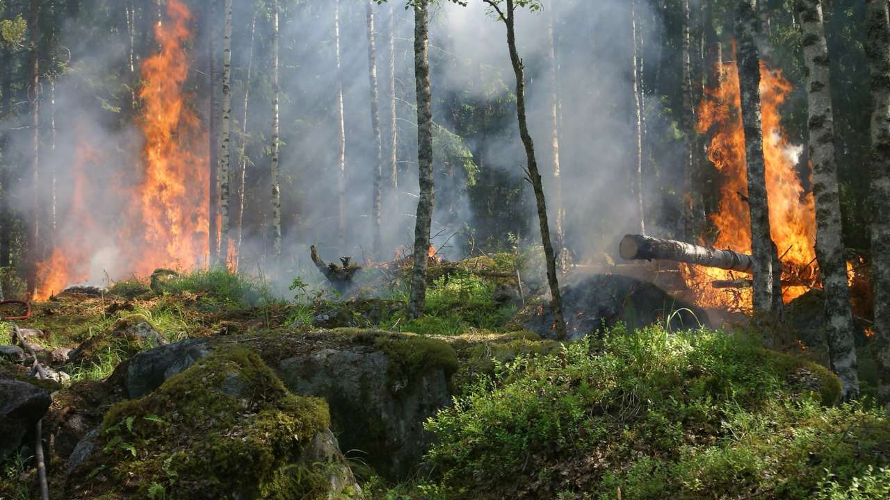 Firewatch