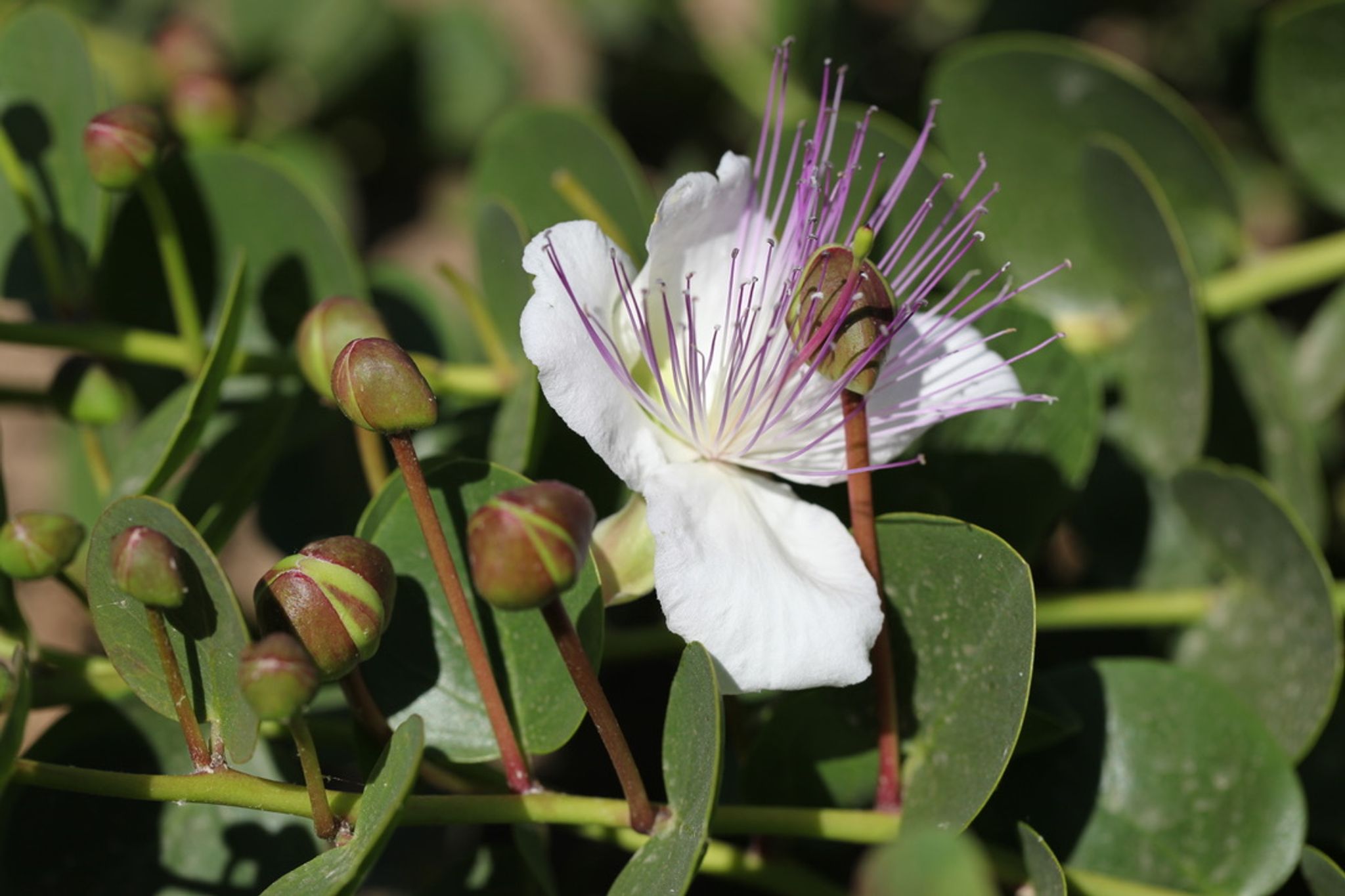 caper plant