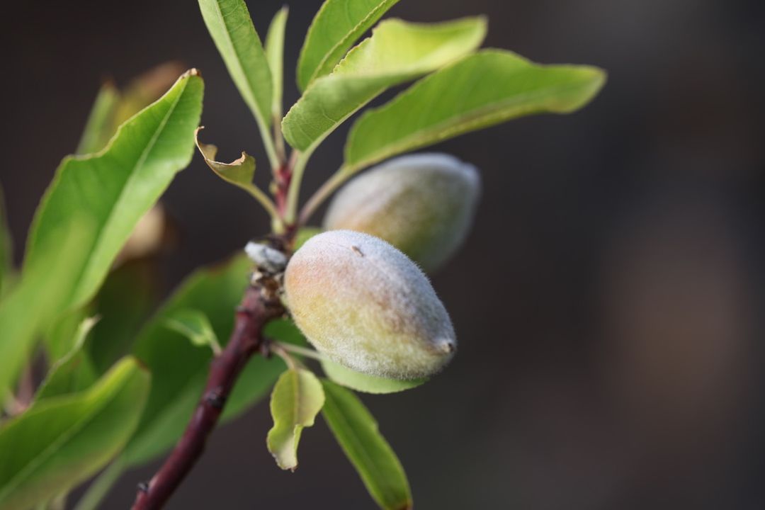 Pecan nuts