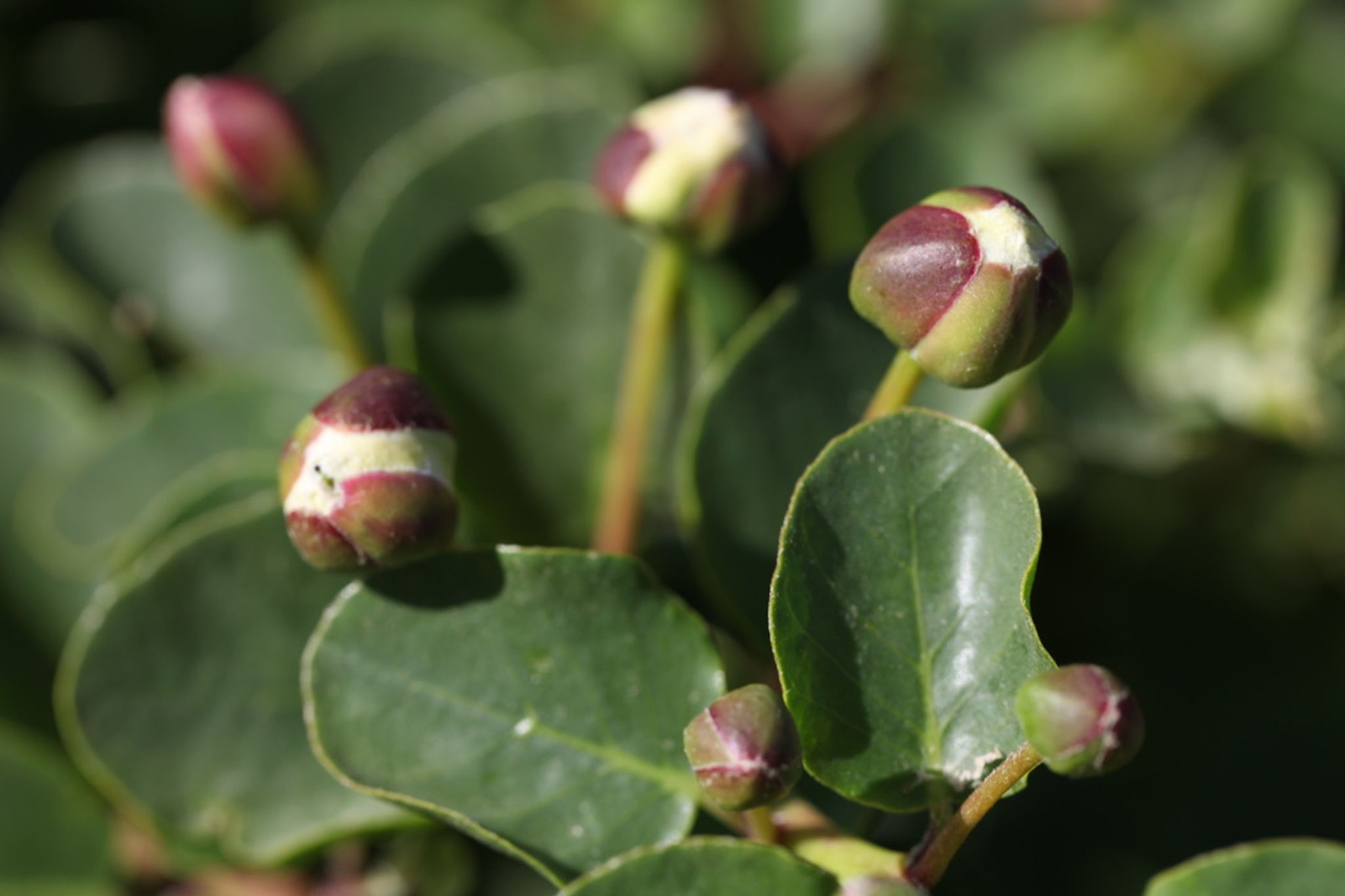 caper flower