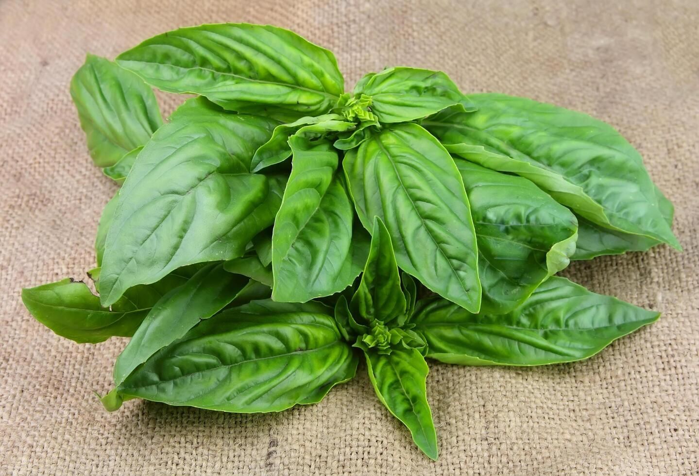basil