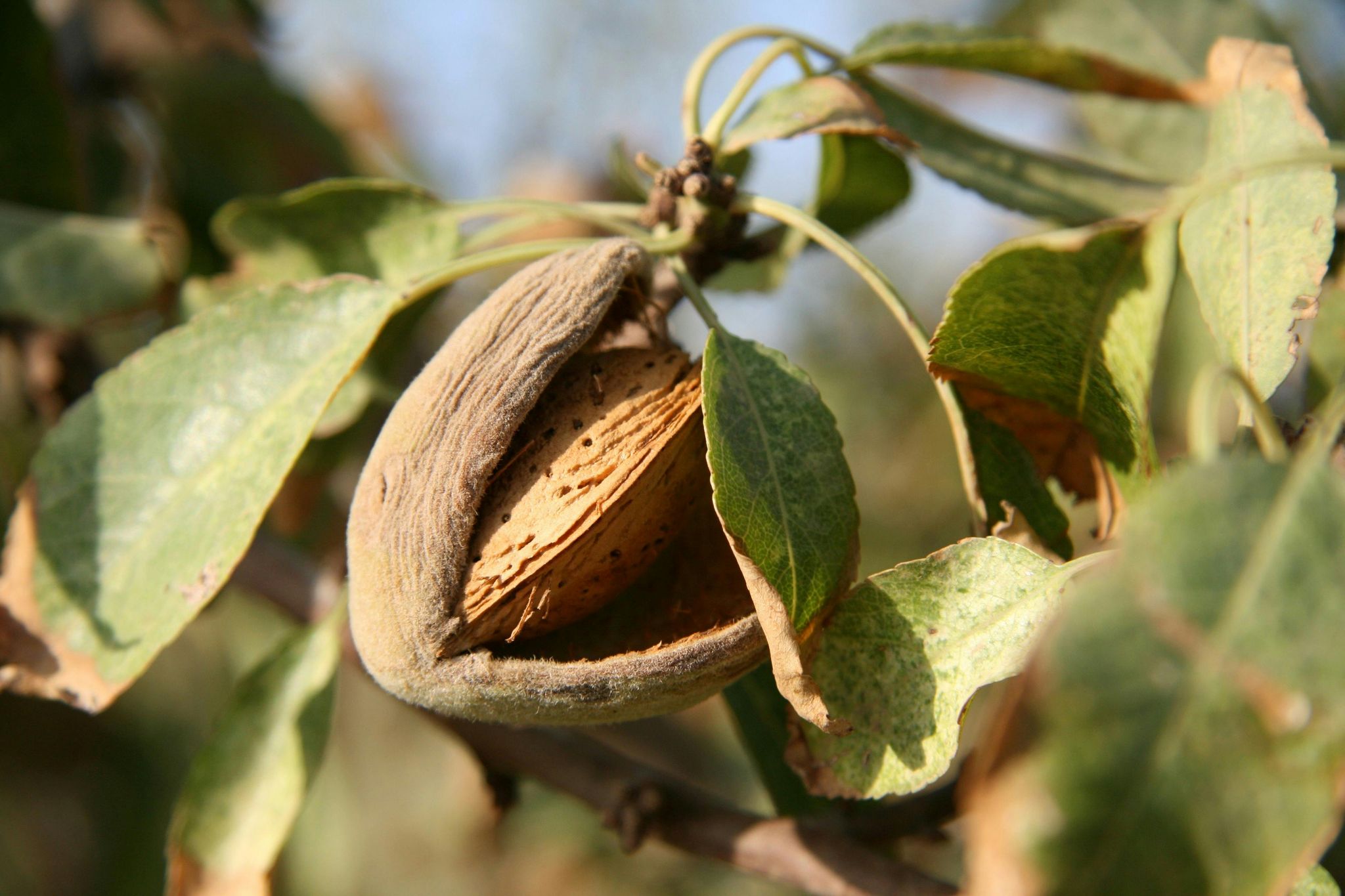 almond on tree
