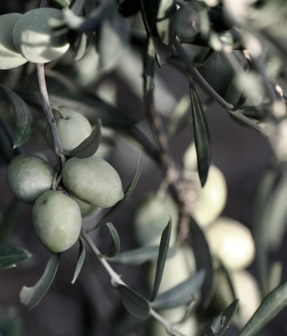 Olive tree