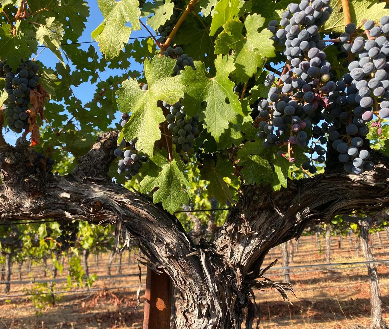 Obsidian-Ridge-Vineyard-Napa-Valley