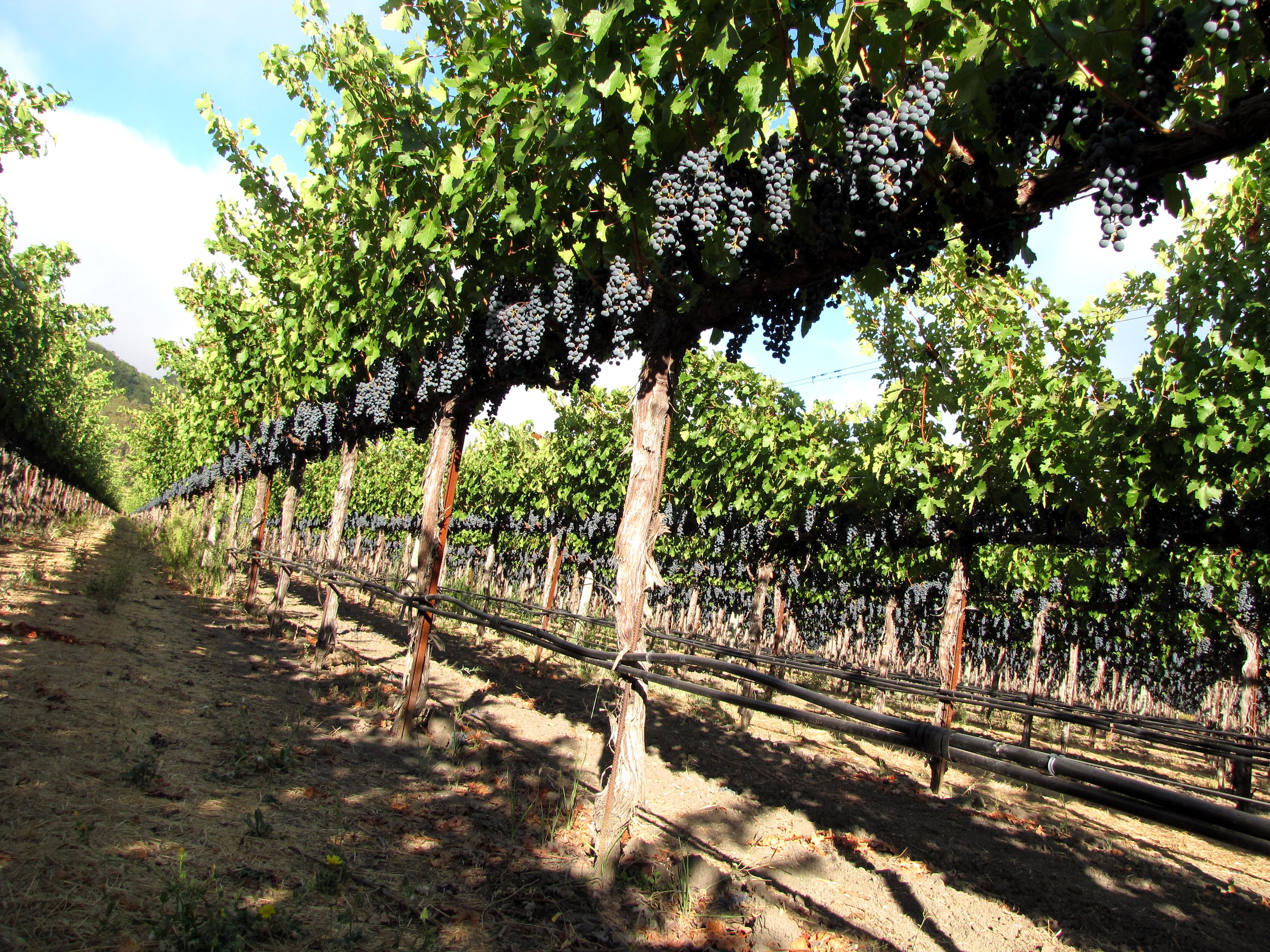 Cabernet-Bettinelli-Vineyard