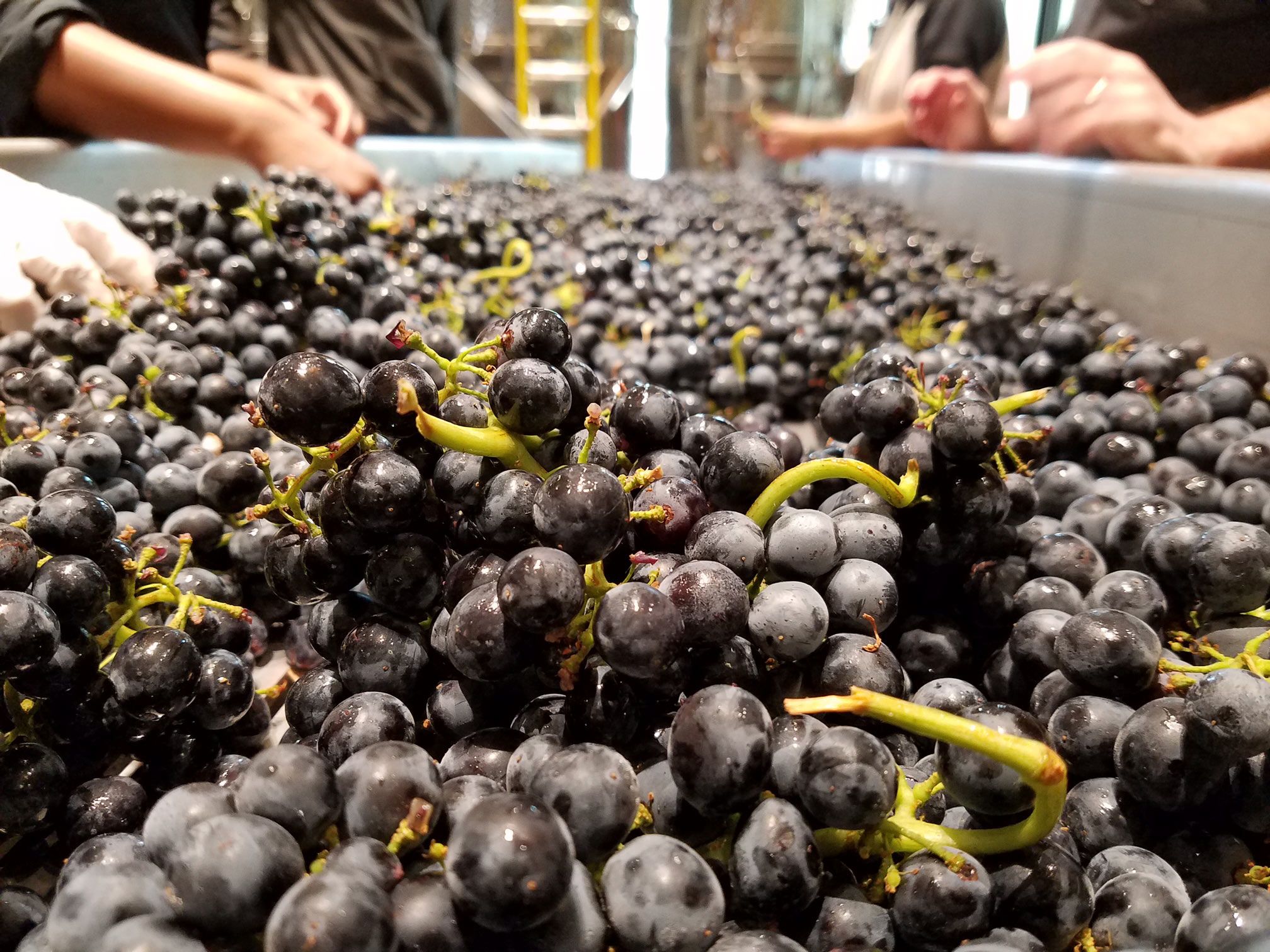 Durant-Vineyards-Willamette-Valley