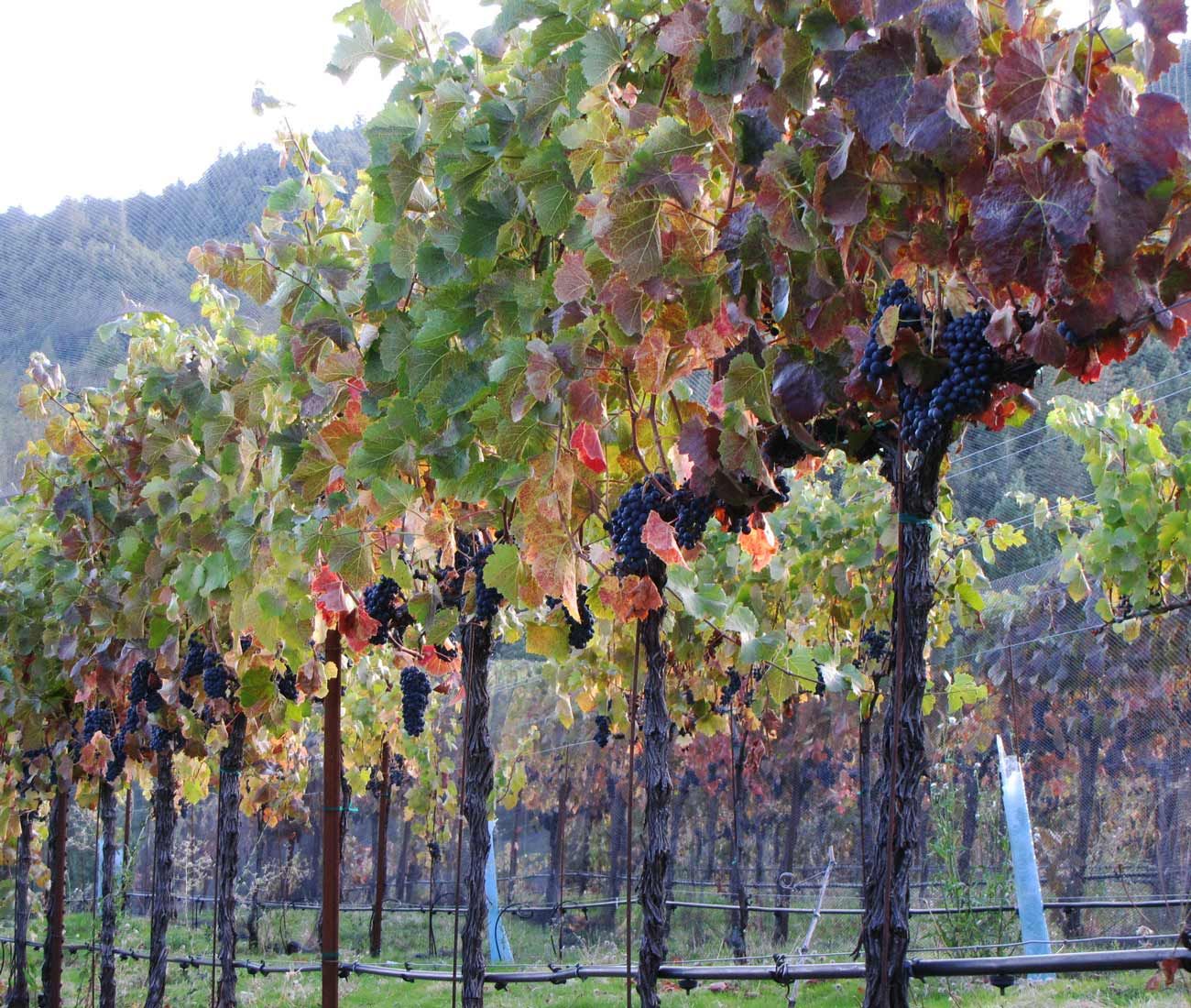 Alder-Spring-Vineyards-Mendocino