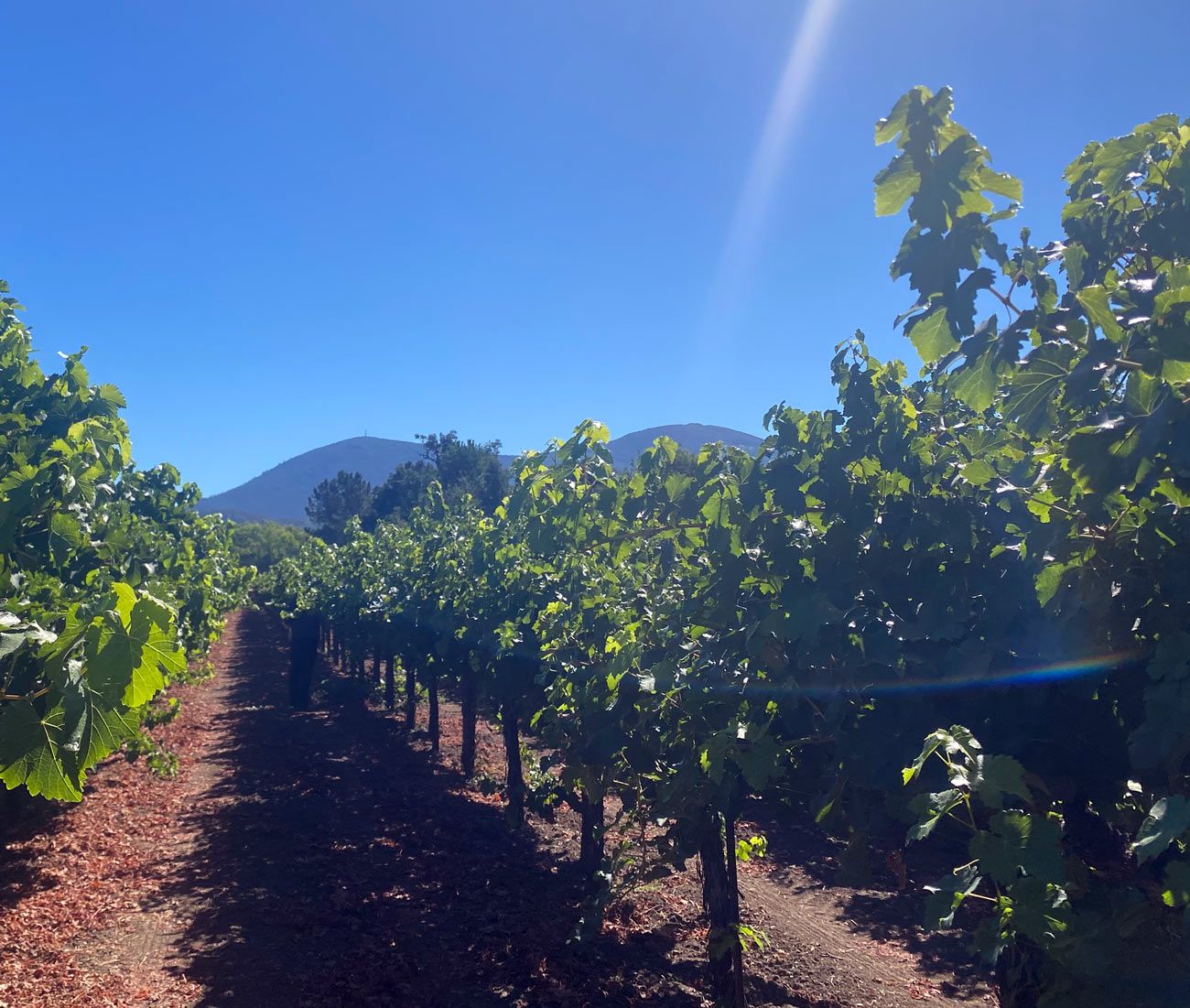 Windrem-Vineyard-Lake-County