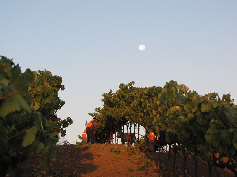 Poseidon Vineyard in Napa Carneros
