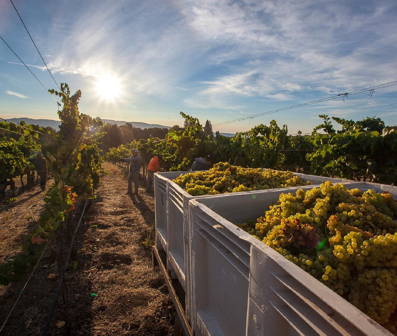 Scopus-Vineyards