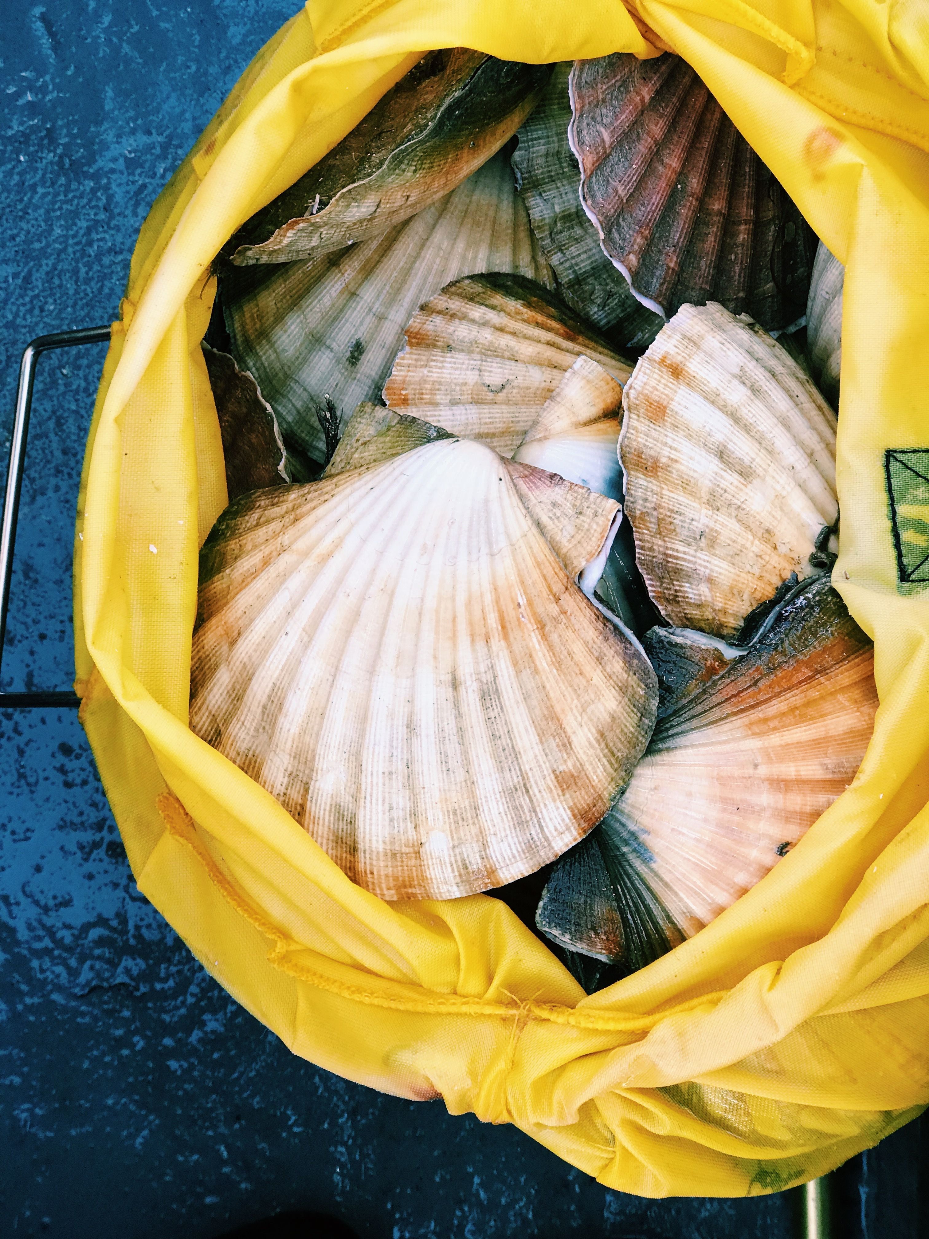 From Boat to Board: The Storied History of Nantucket’s Big Three Fish Markets