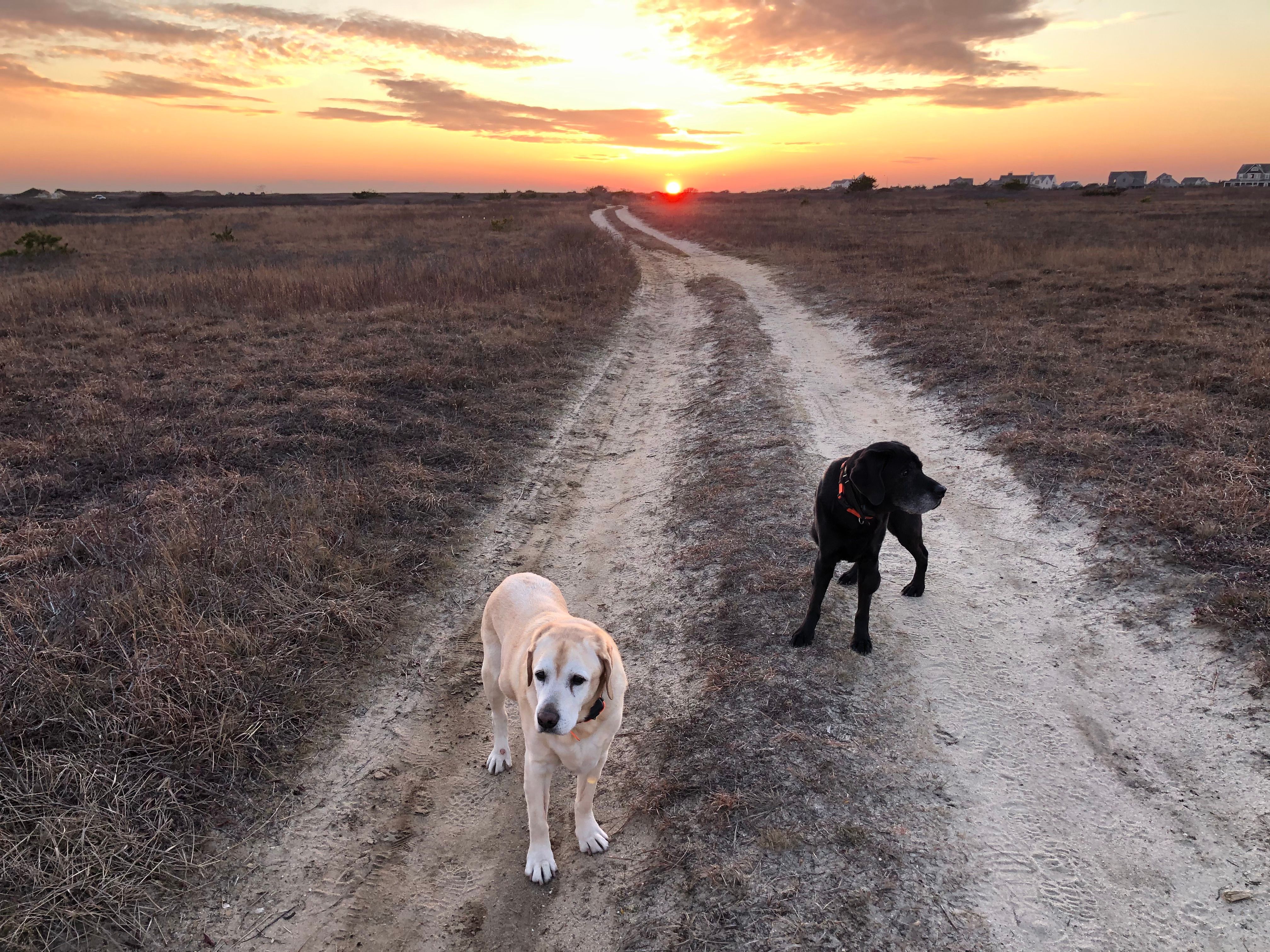 Dog Friendly Spots on Nantucket To Visit