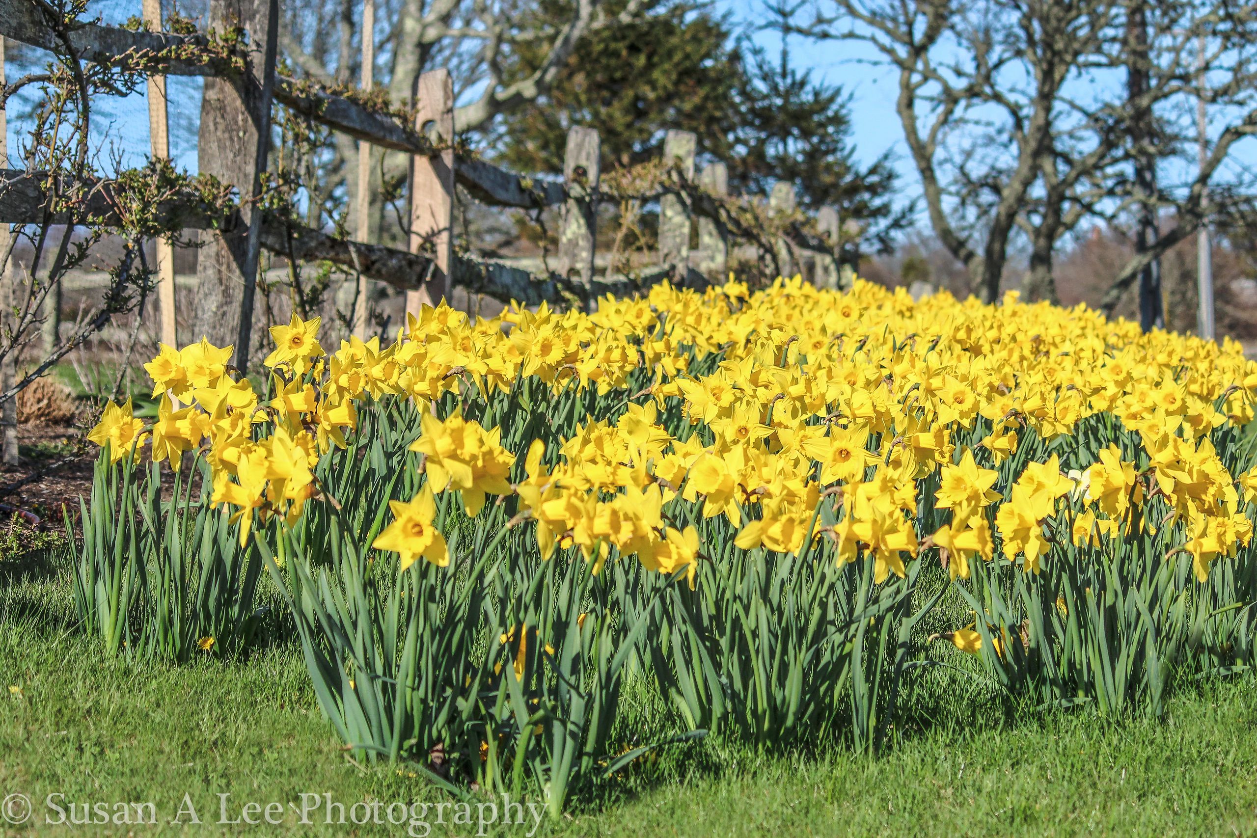 Nantucket Daffodil Festival 2026: A Timeless Island Tradition