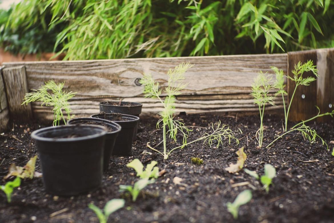 Jeunes plants verts dans un jardin surélevé, avec des pots noirs vides à côté et un arrière-plan de feuillage de bambou.