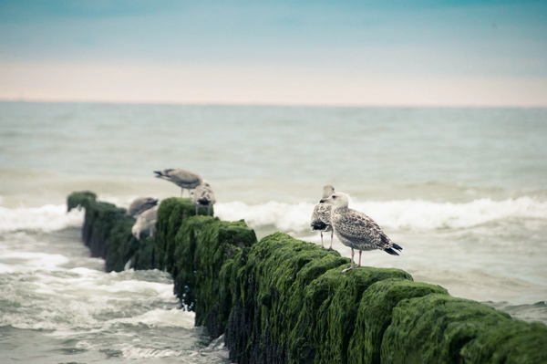 seagulls on a dock