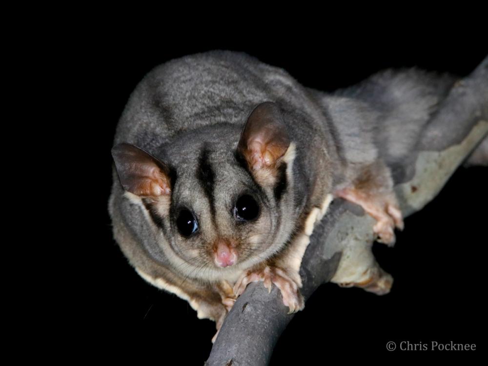 Night vision goggles and high flying gliders | Project Platypus