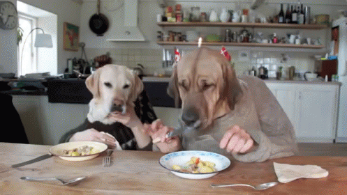 Two dogs sit at a kitchen table like humans eating from plates in Freshpet’s Kitchen Conversations campaign.
