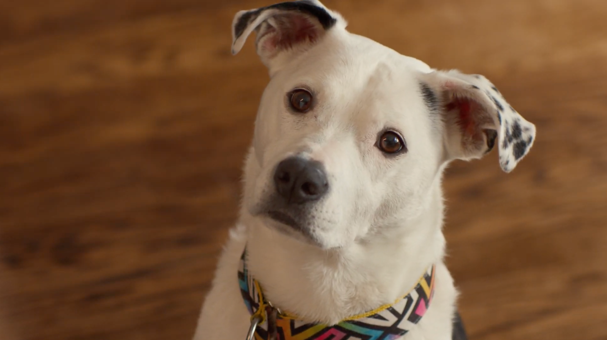 black and white dog with colorful collar looking at the camera