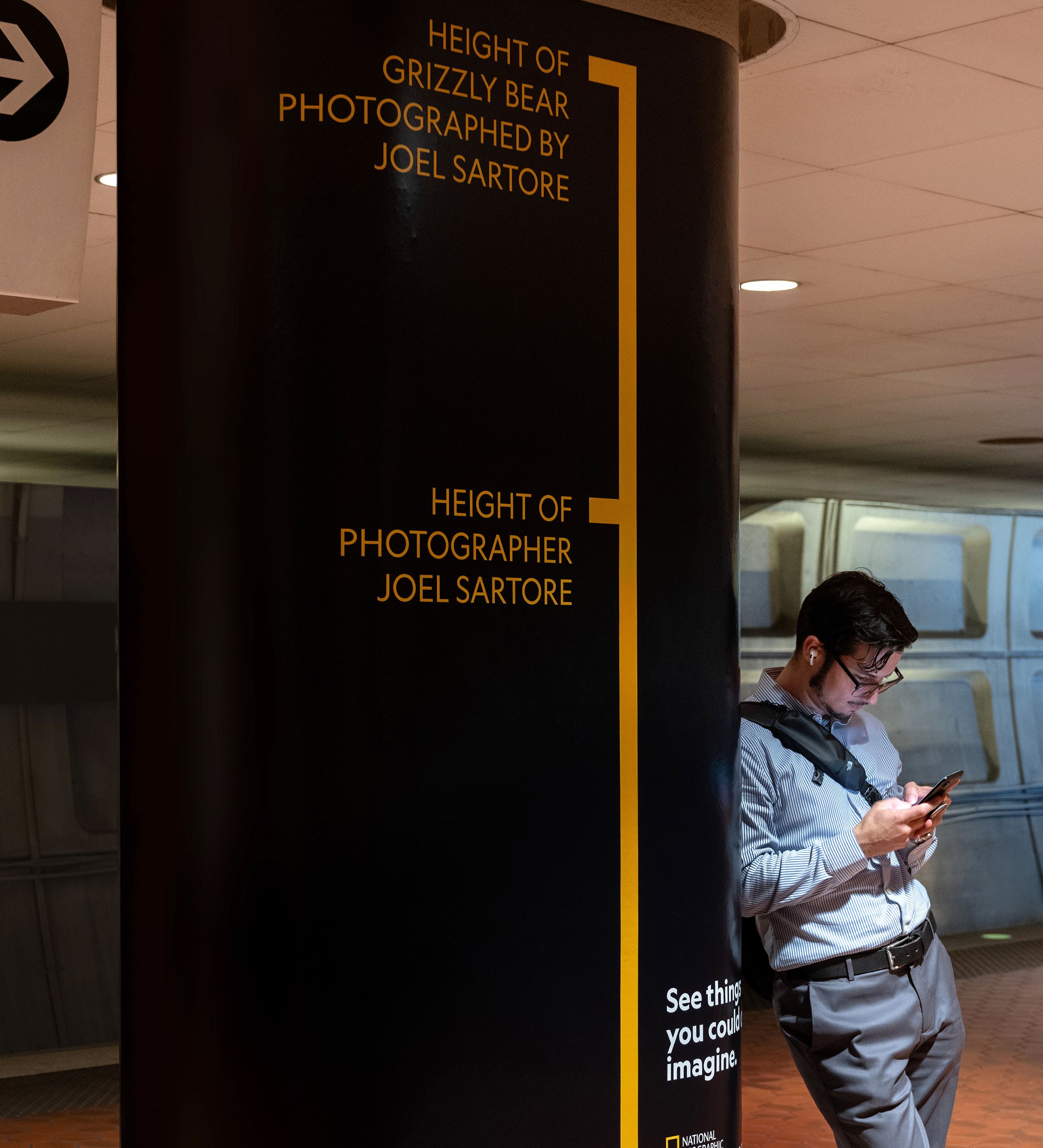 National Geographic Museum of Exploration transit ad comparing the height of a grizzly bear with photographer Joel Sartore.