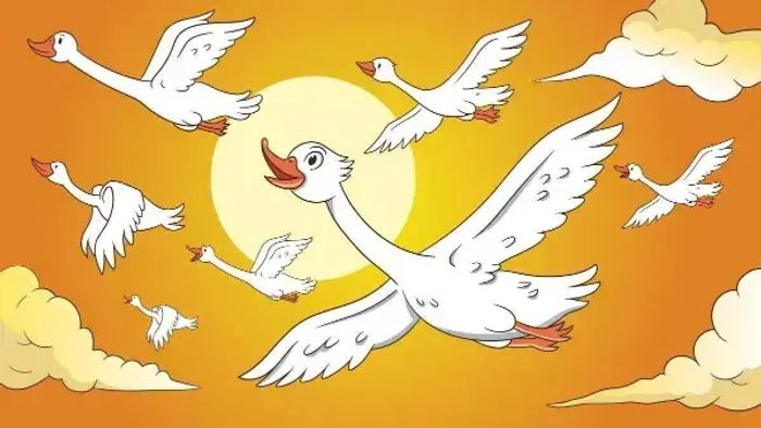 The beautiful swan swimming happily with the others animal story