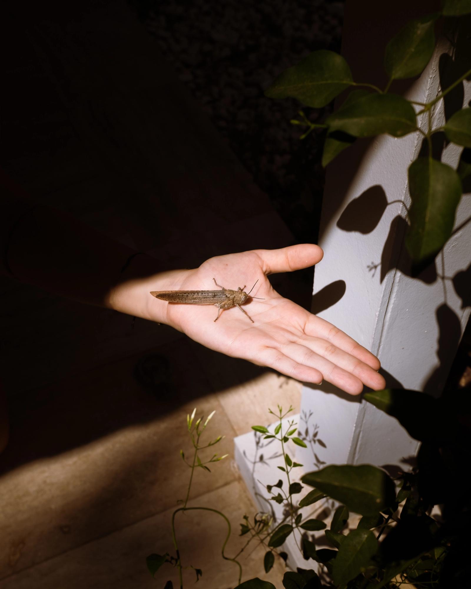 Comme l'amour l'été reviens toujours
