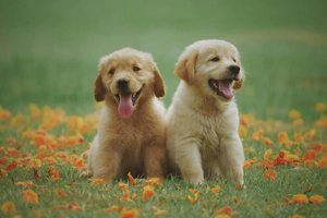 How to Choose a Reputable Dog Breeder in Canada: 10 Practical Tips