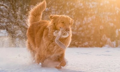 The Ultimate Guide to Raising a Golden Retriever Puppy: 10 Tips