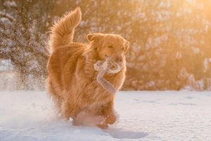 Golden Retrievers in Canada: History, Temperament, Care & Health Guide for Families