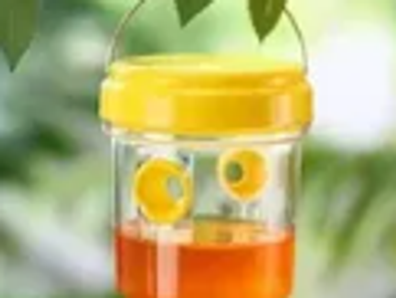 Sukkos Must-Have: Bee traps for only $13!