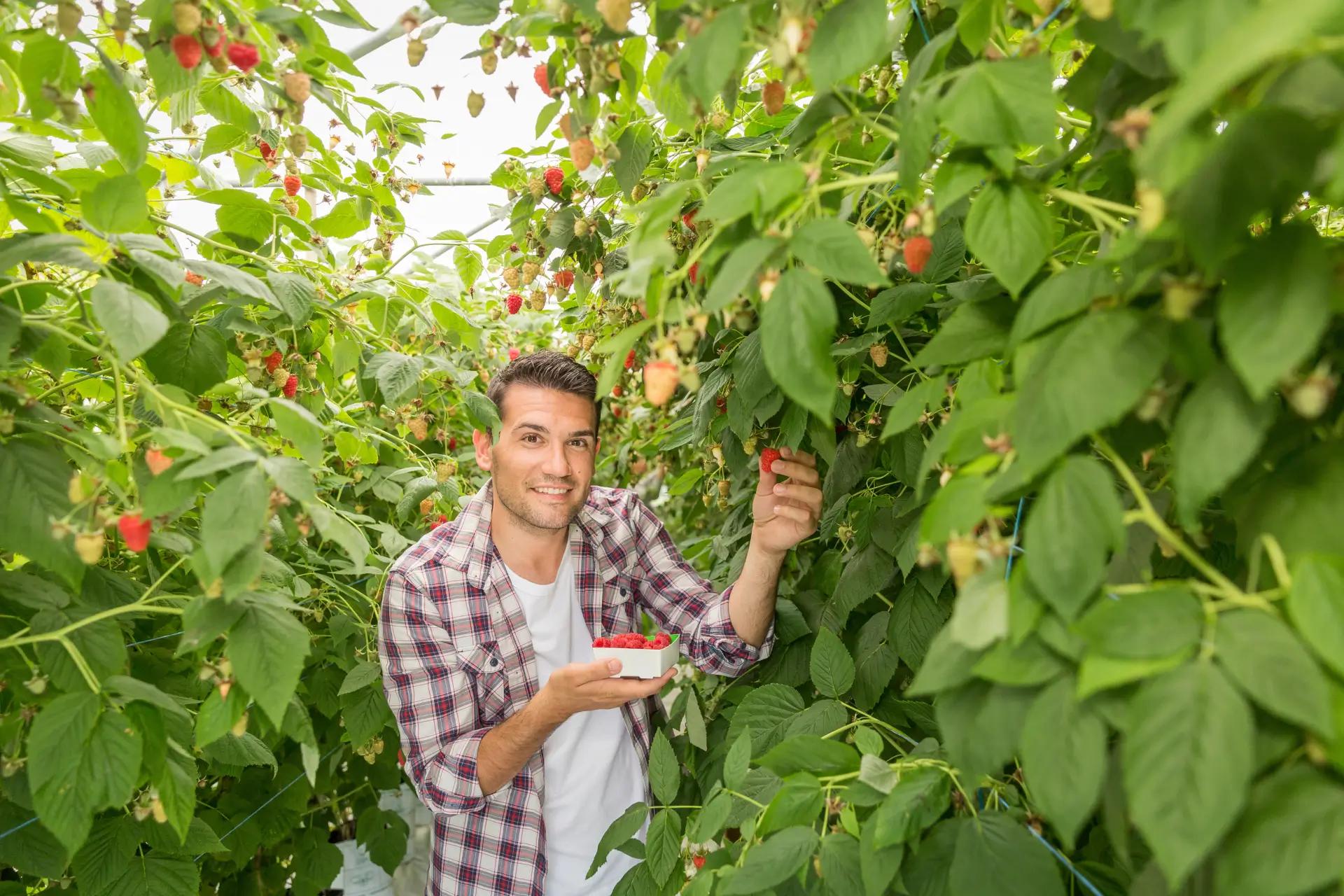 Victor, producteur de framboise pour la glace Macaron de Paris Poignée d'Amour