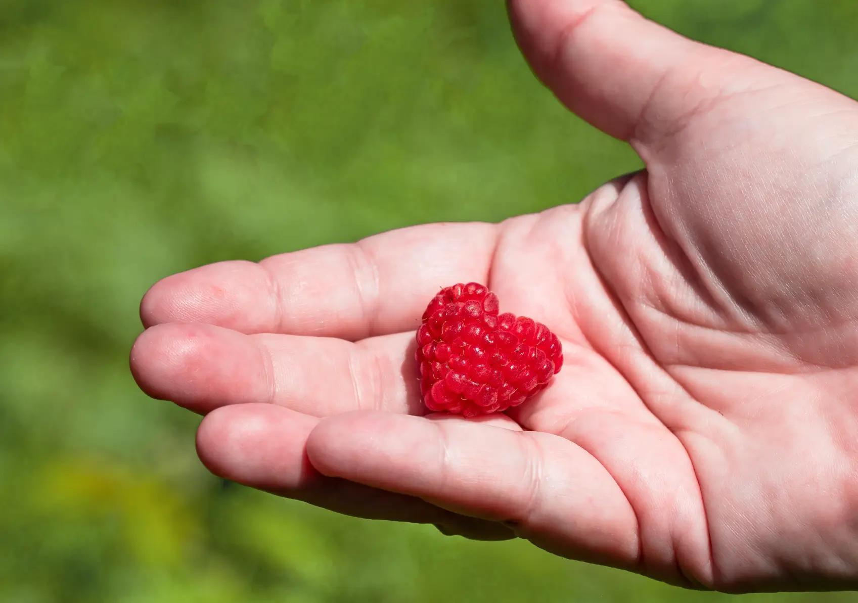 Sélection ingrédients haute qualité glace artisanale Poignée d'Amour