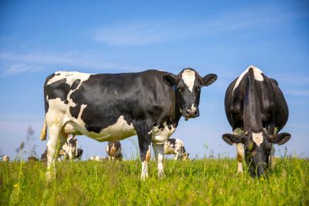 Du lait français