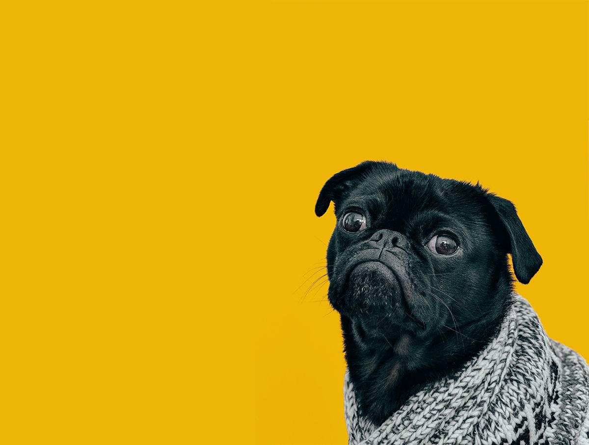 Pet Food Renaissance