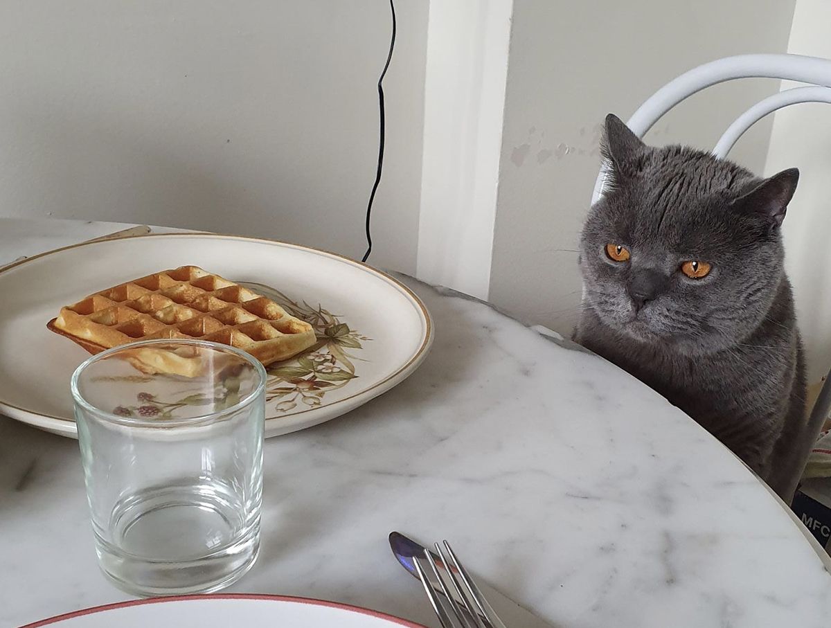Gourmet Pet Food