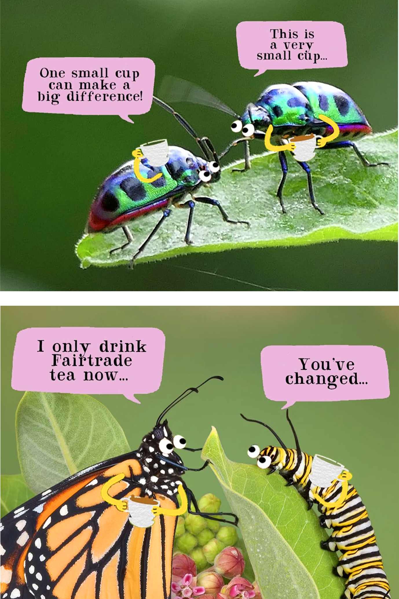 Clipper Teas case study image, item 2