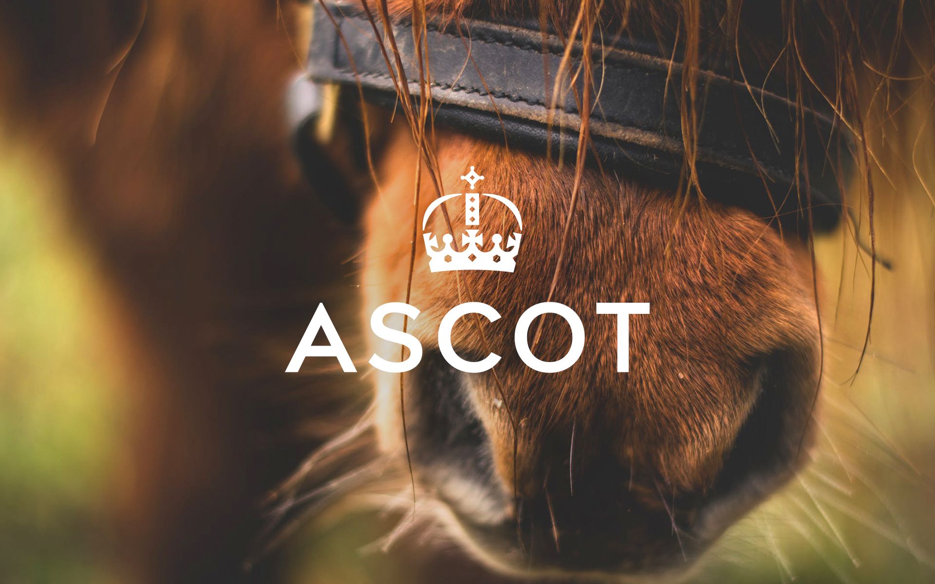 ASCOT WIN
