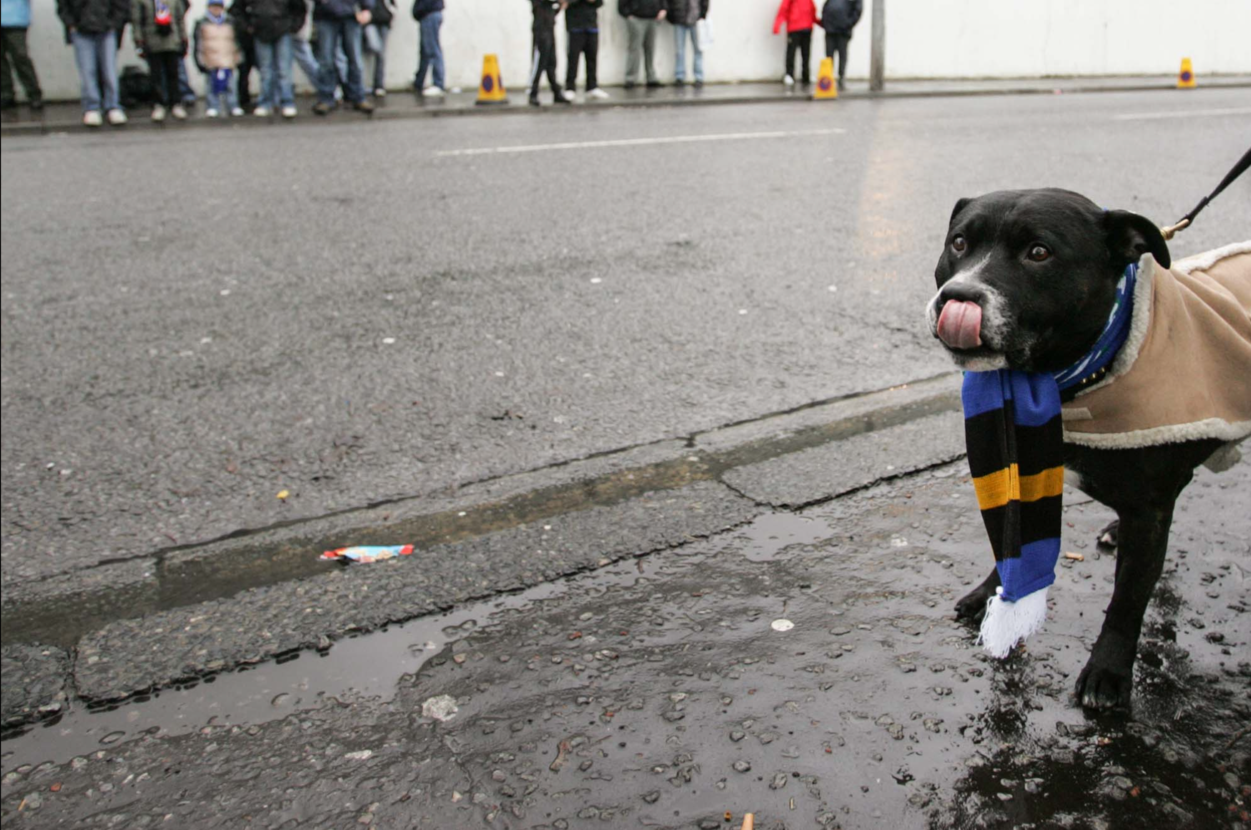 Loyalists vs Plastic Fans