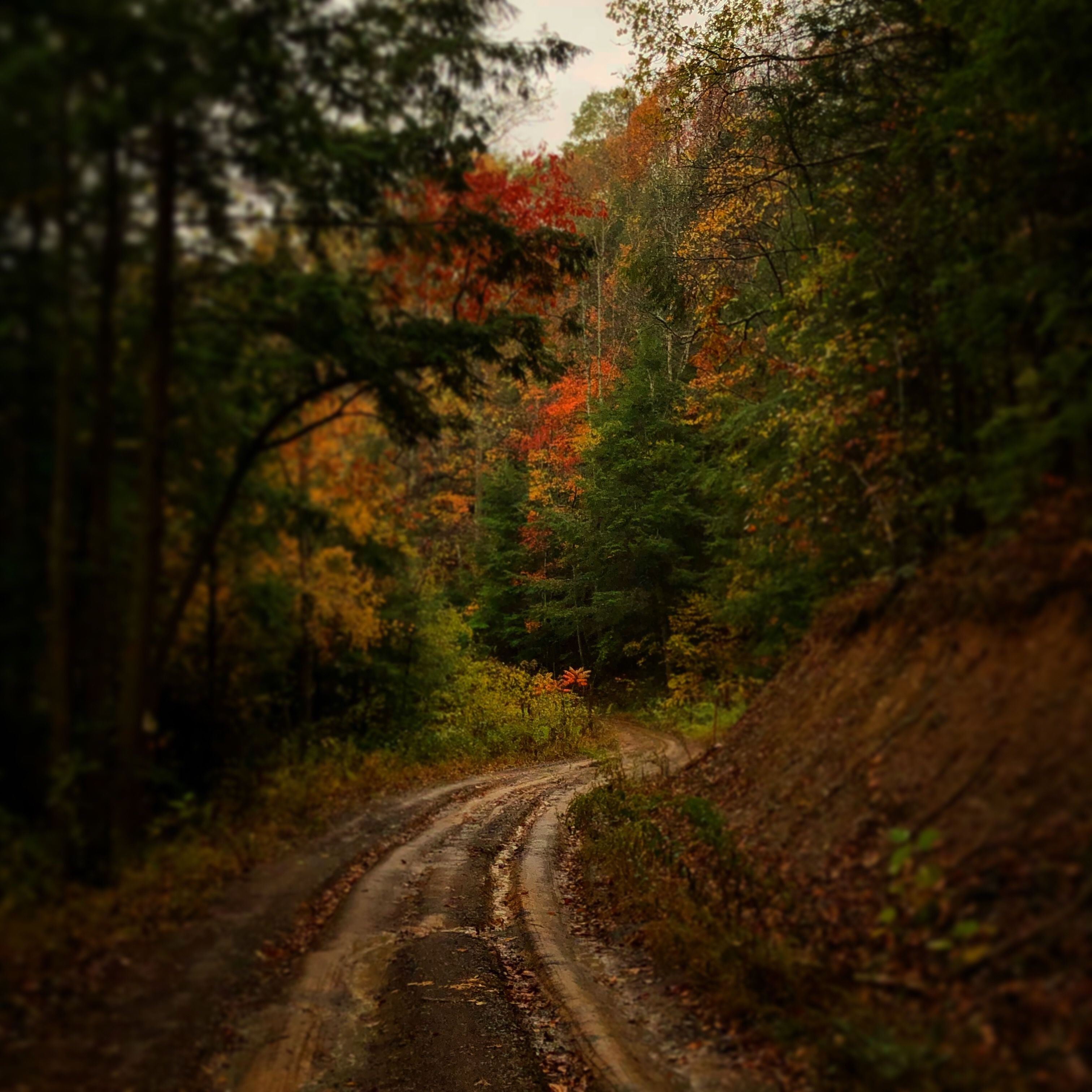 a winding dirt road in the forest