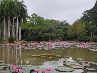 Xishuangbanna Tropical Botanical Garden (XTBG)