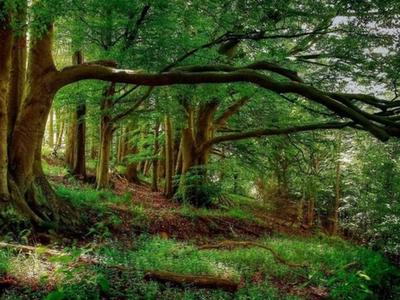 Xishuangbanna Primitive Forest Park