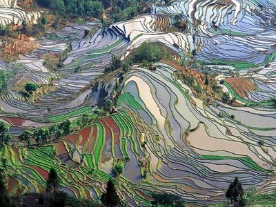 Yuanyang Rice Terraces
