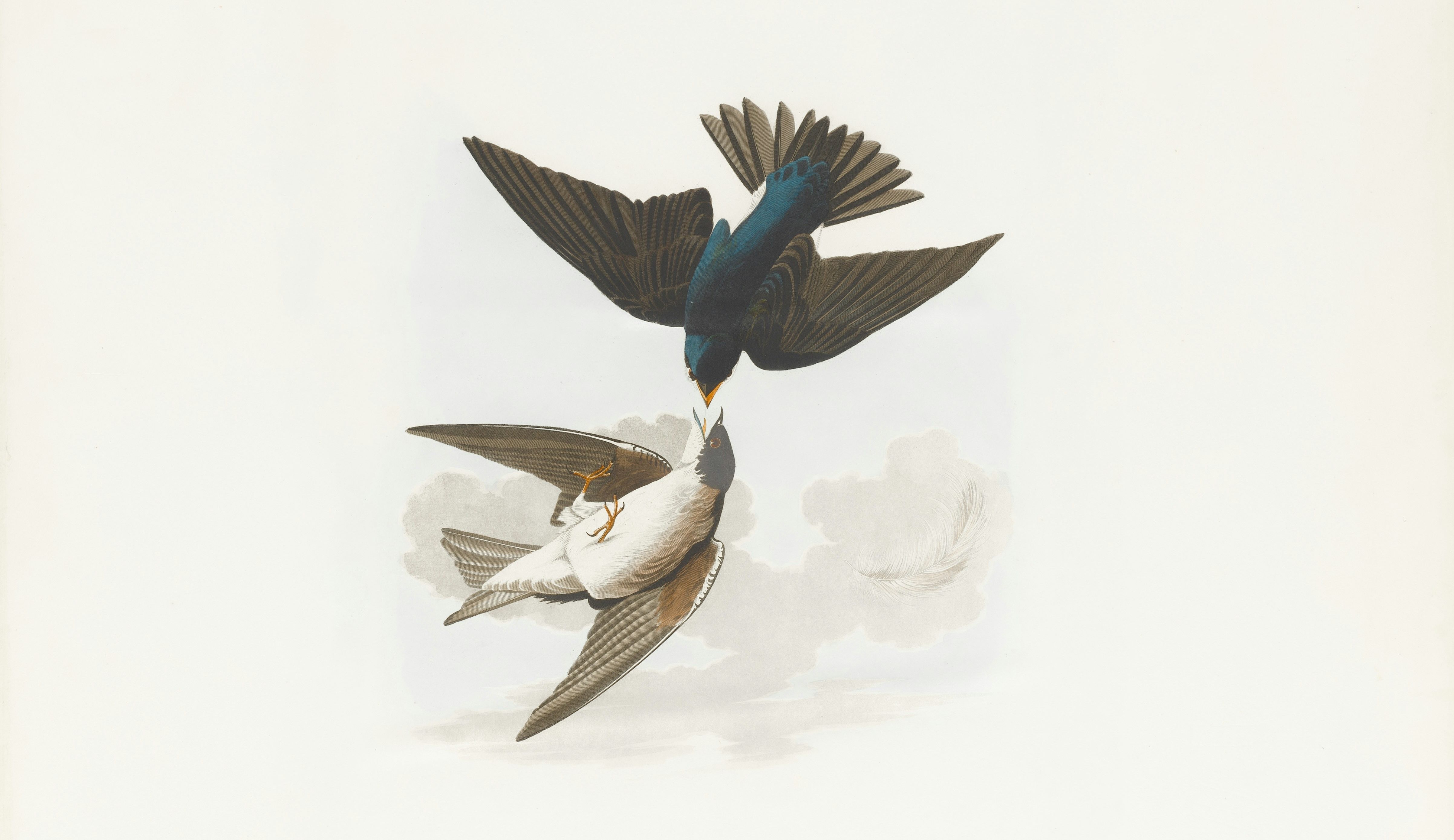 Drawing of two birds interacting with each other. Provided by the Boston Public Library 