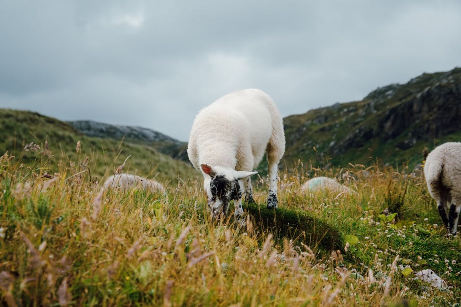 Merino sheep grazing in lush green countryside pastures