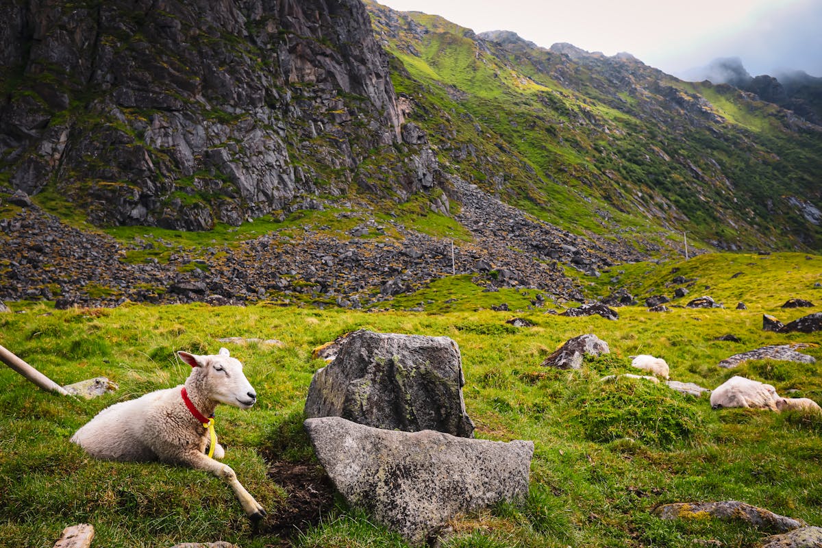 Sauer i norsk natur