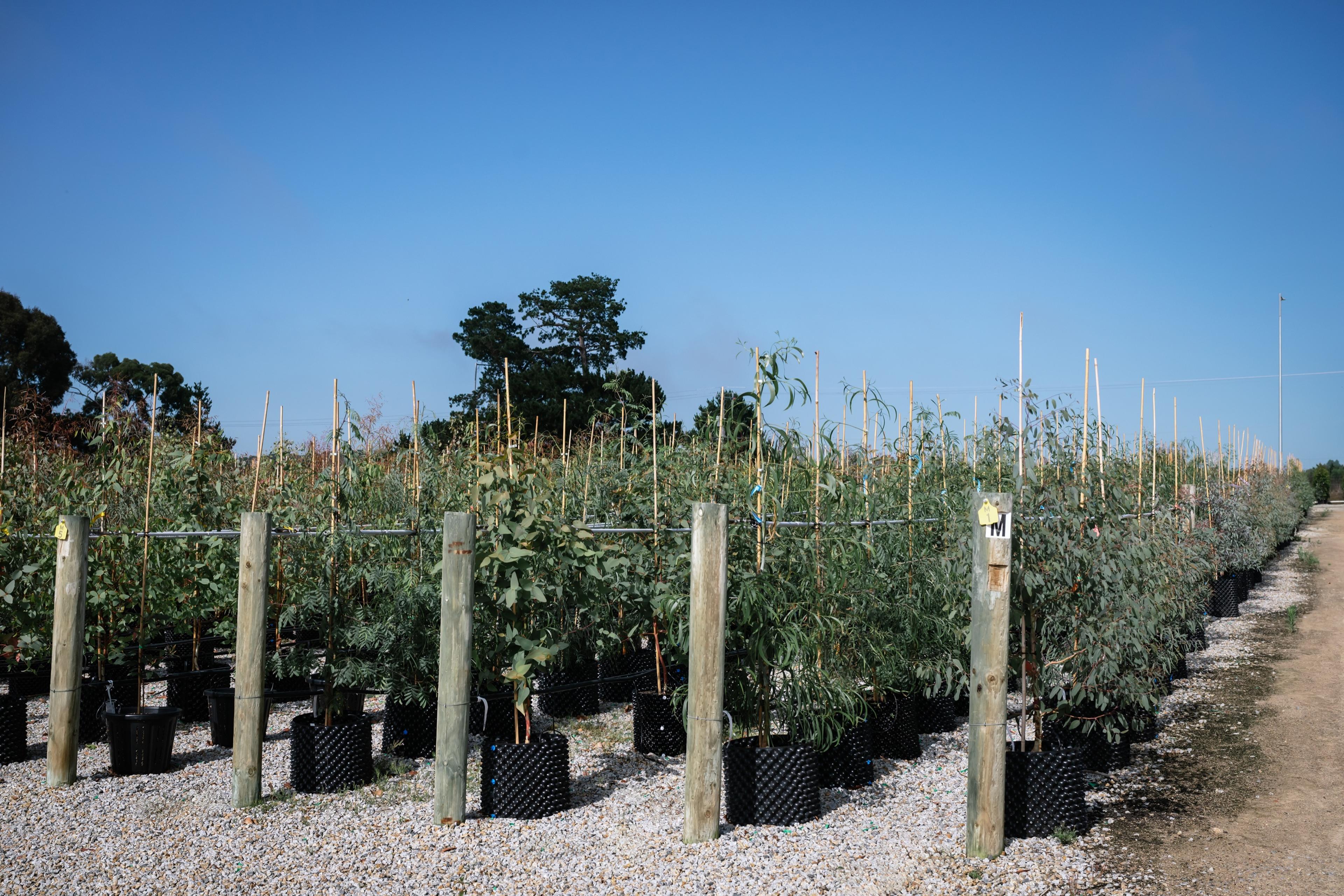 Young trees in containers under a blue sky